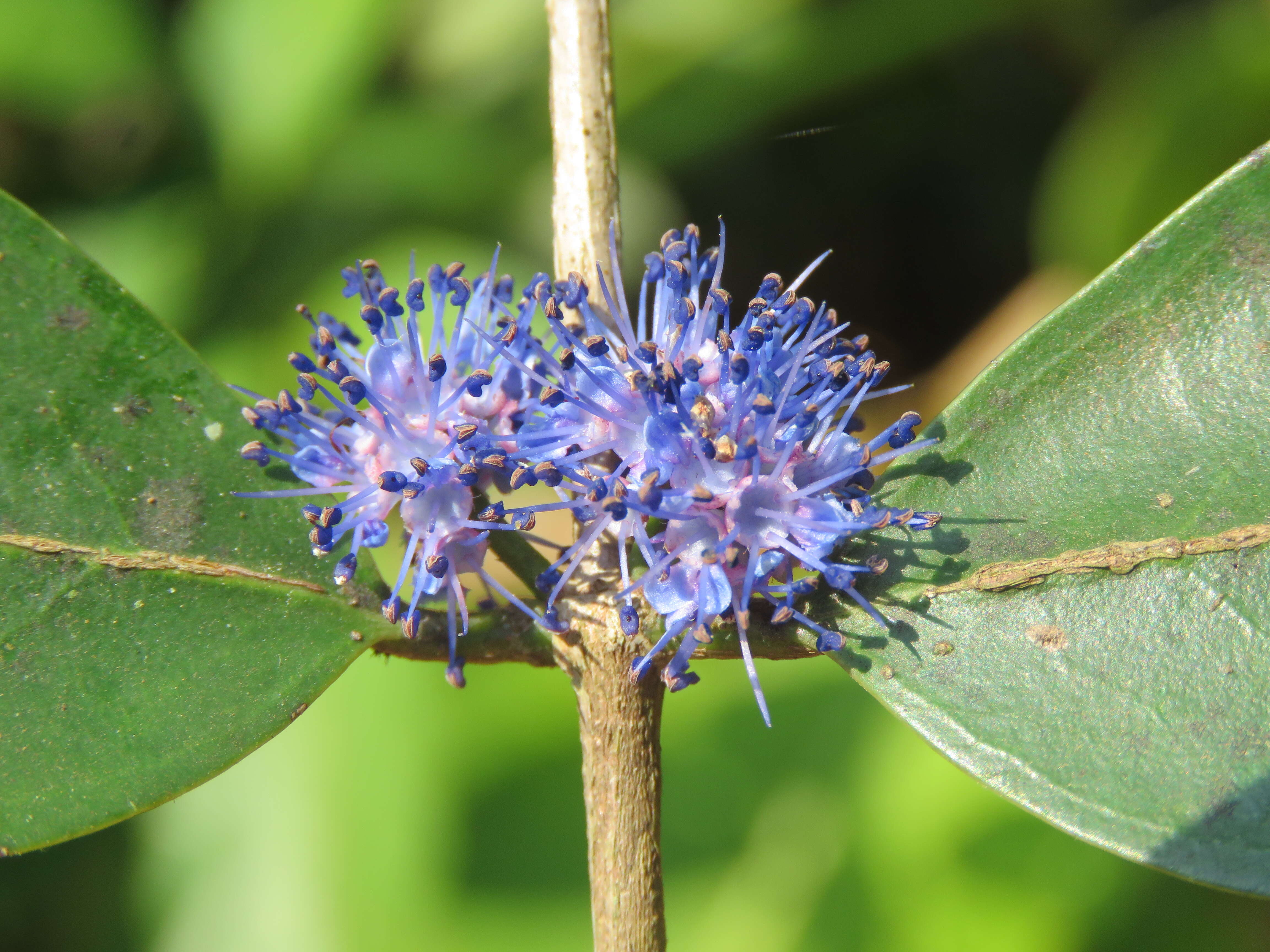 Image of Memecylon umbellatum Burm. fil.