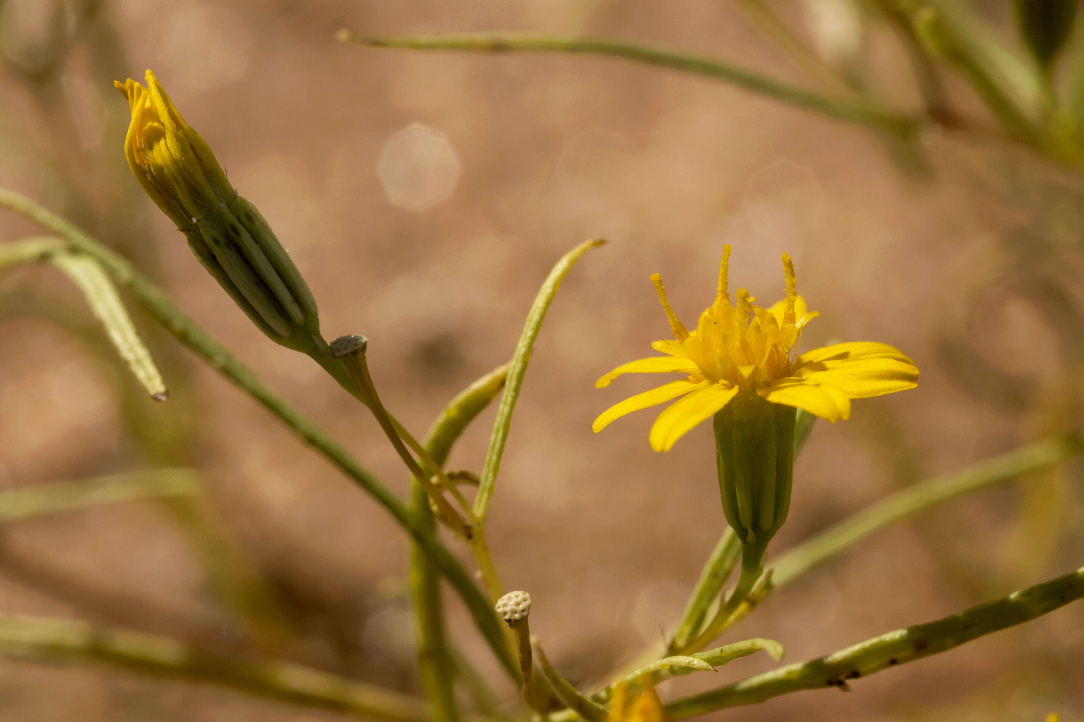 Image of manybristle chinchweed