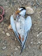 Image of Little Tern