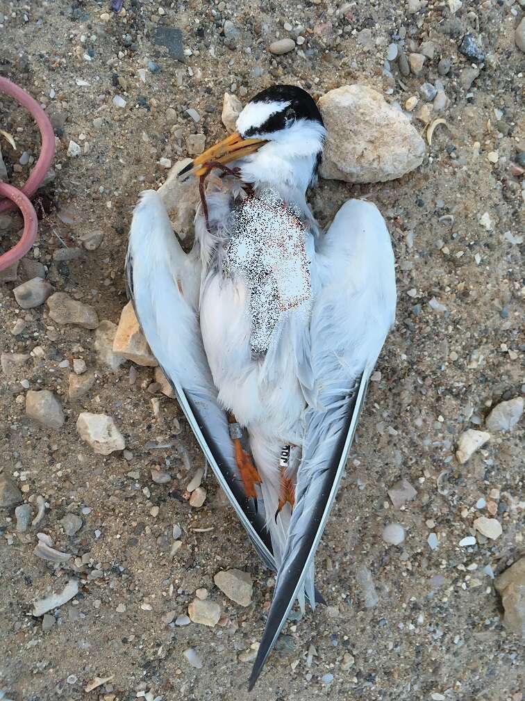 Image of Little Tern