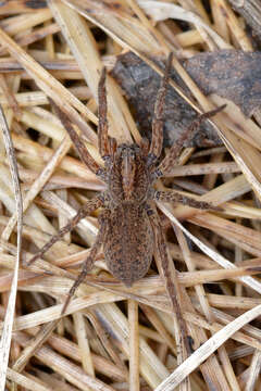 Image of wolf spiders