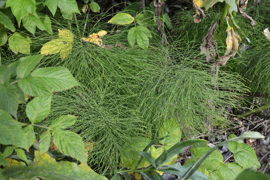 Image of Shady Horsetail