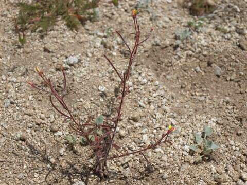 Image of plains evening primrose