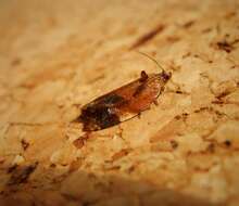 Image of red-barred tortrix