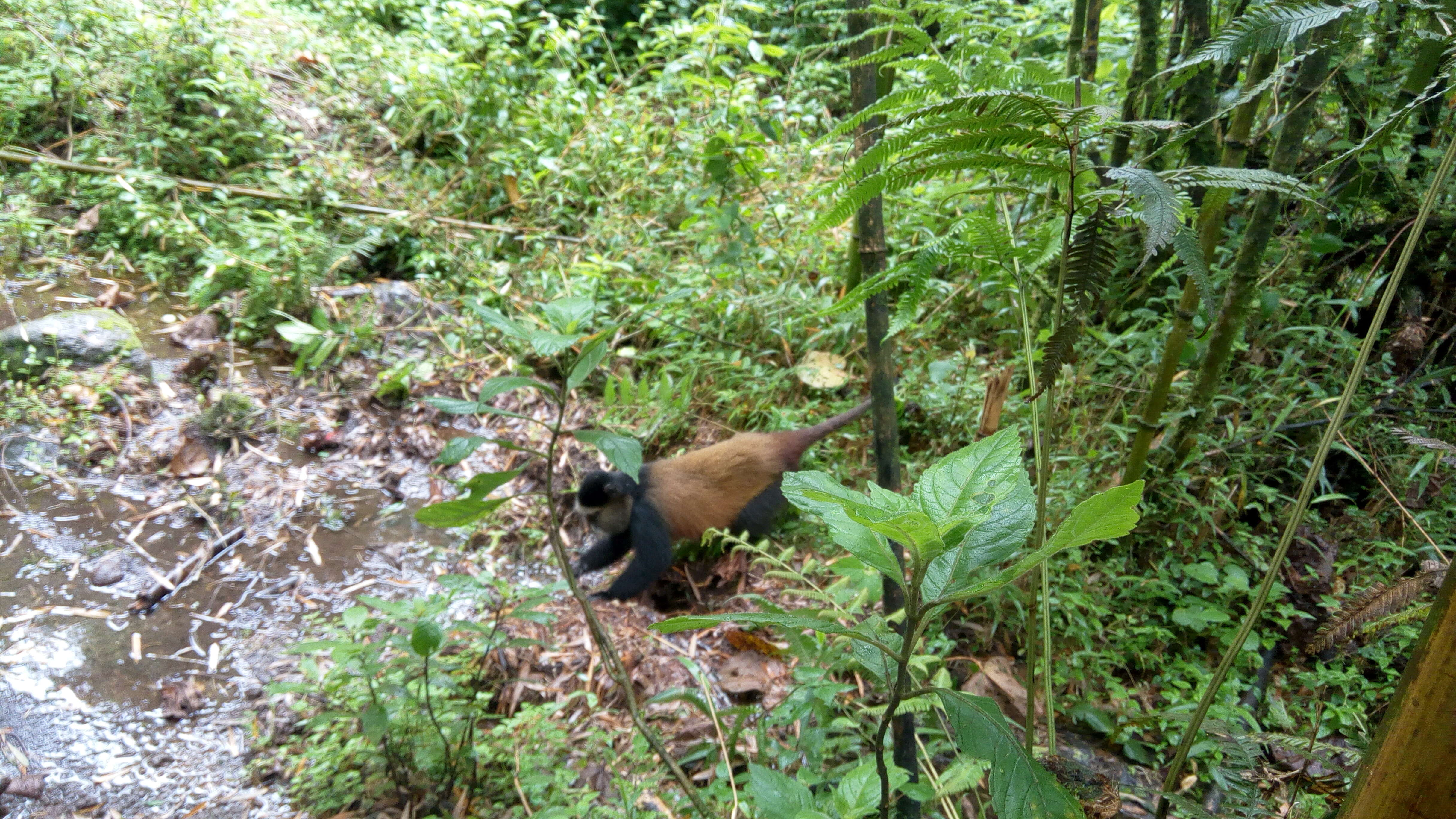 Image of Golden monkey