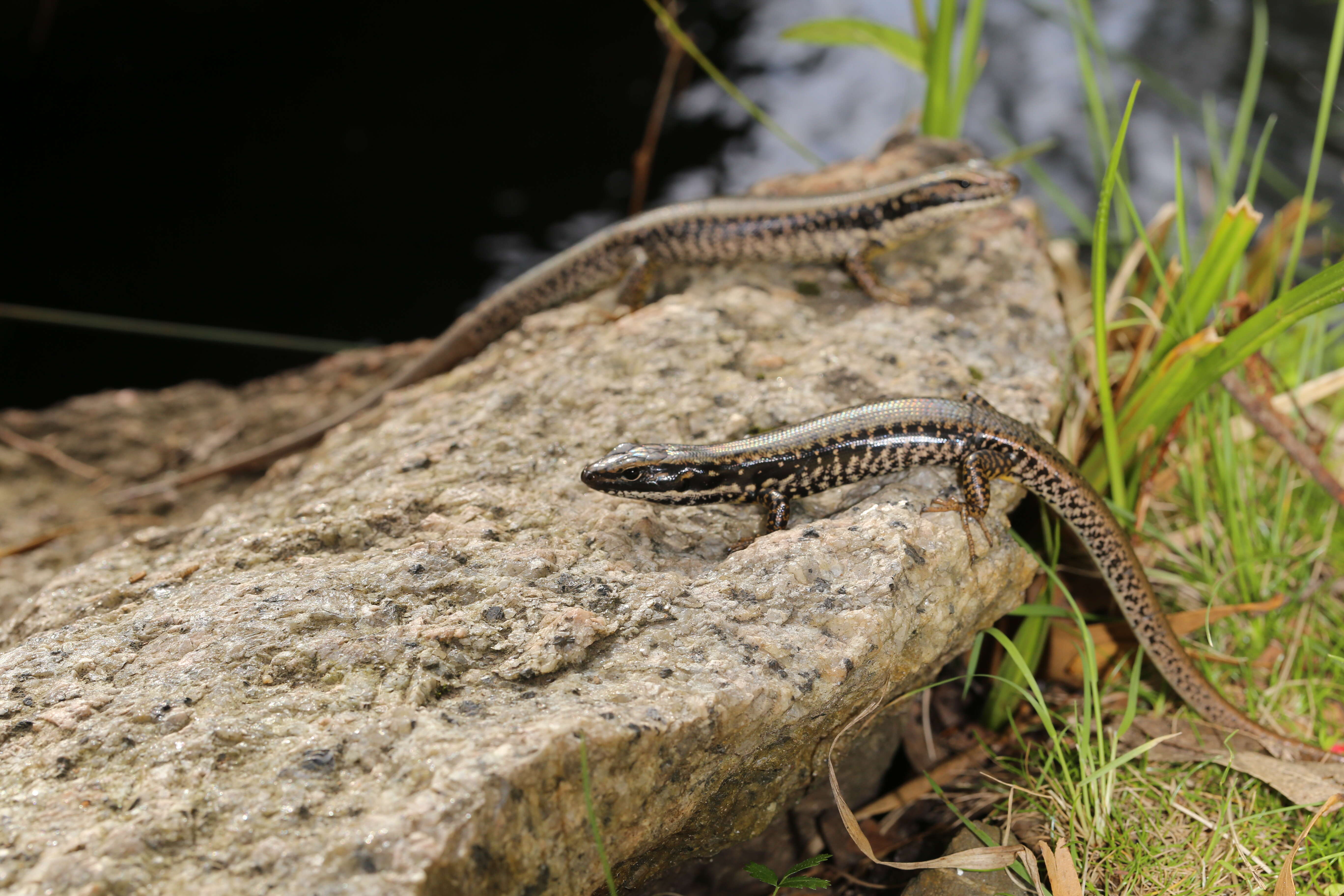 Image of Warm-temperate Water-skink