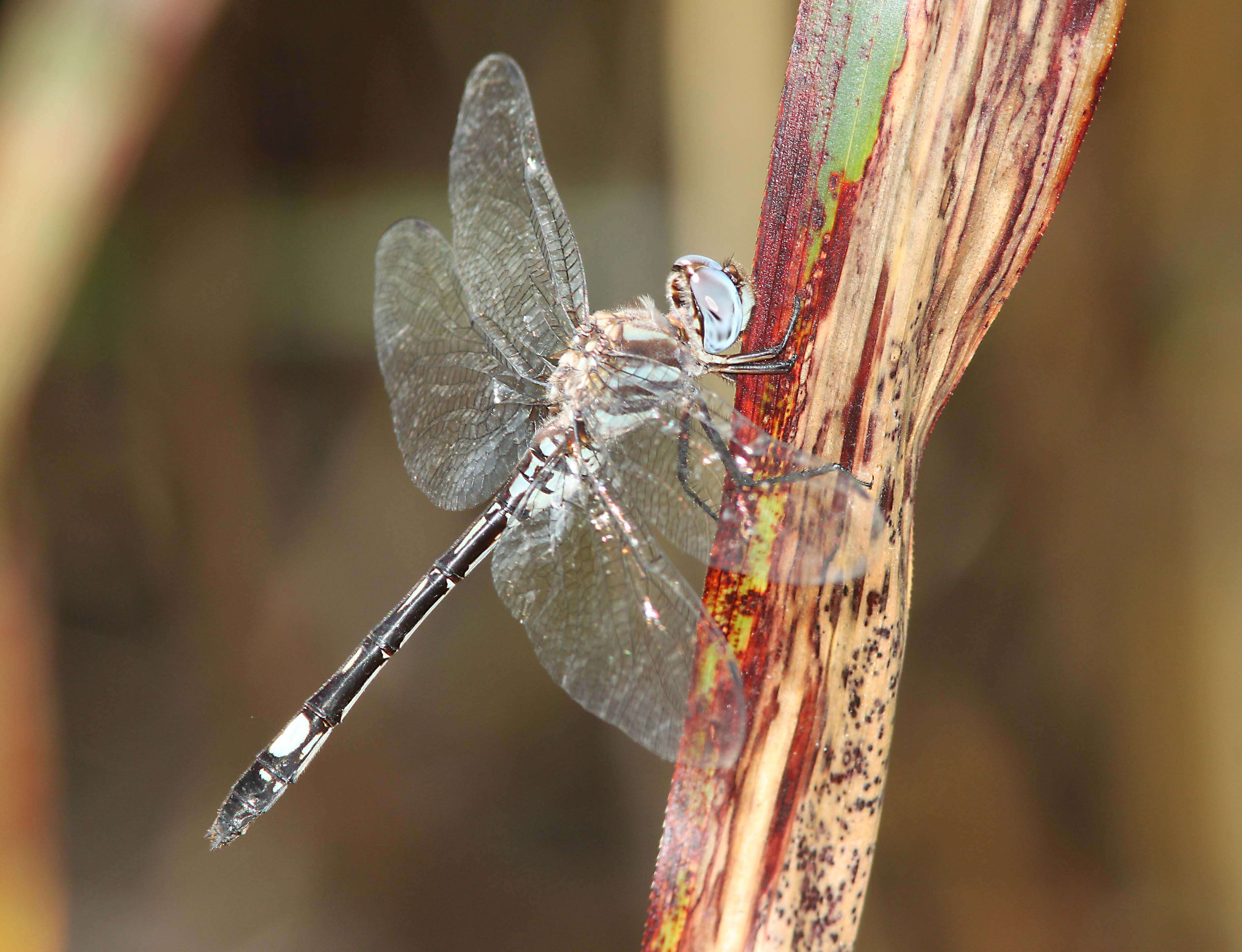 Image of Pale-faced Clubskimmer