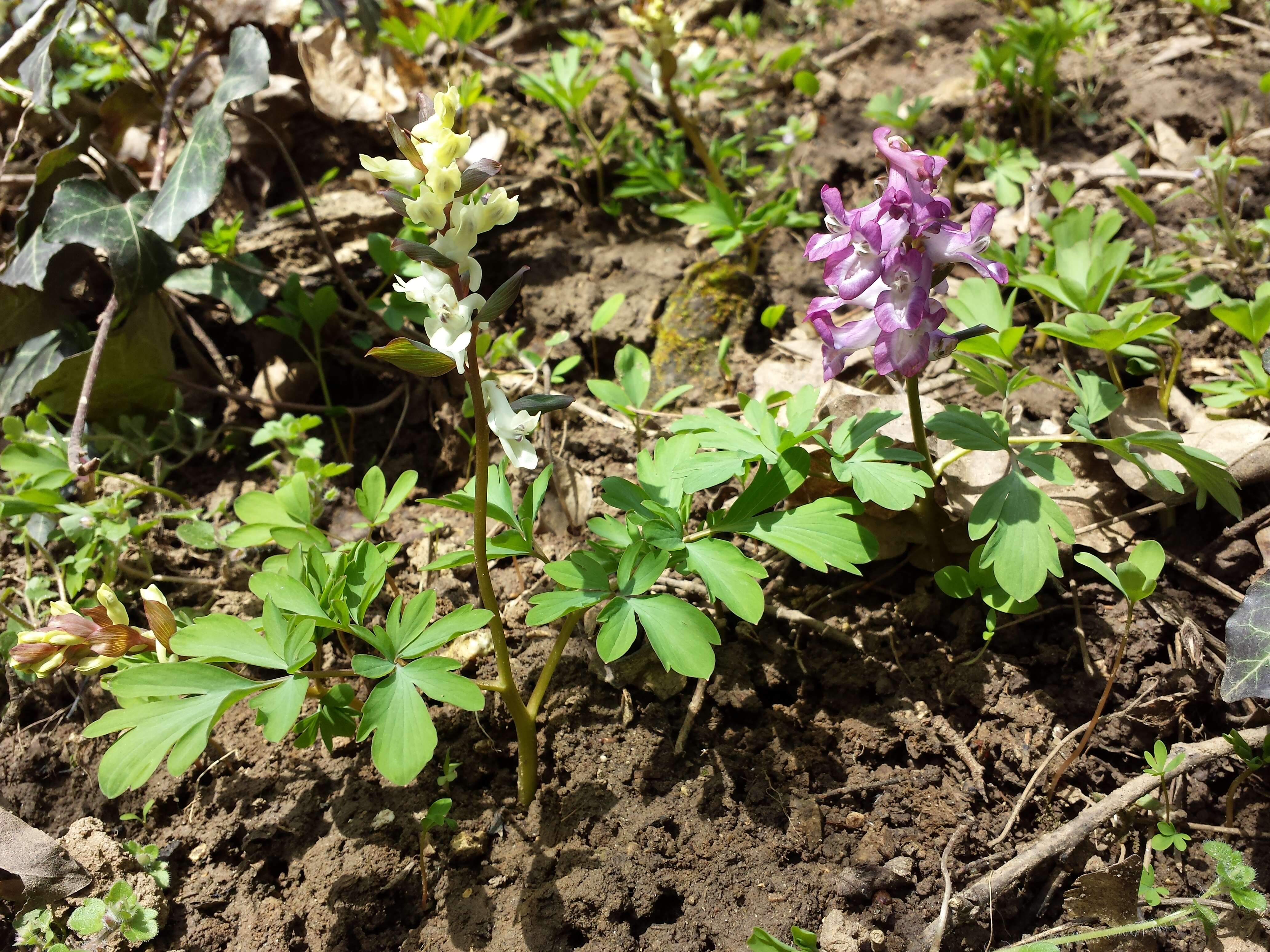 Слика од Corydalis cava (L.) Schweigger & Koerte