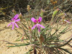 Image of Pelargonium coronopifolium Jacq.