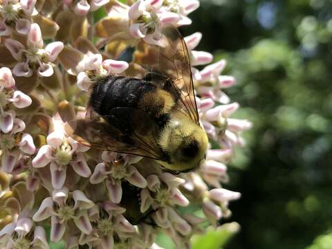 Imagem de Xylocopa virginica (Linnaeus 1771)