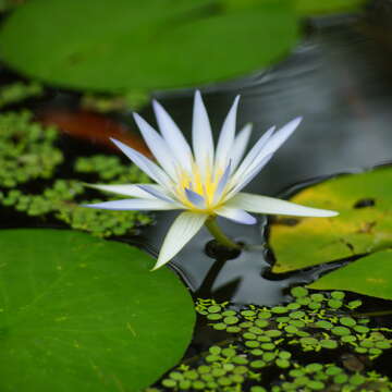 Image of European white waterlily