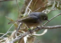 Image of Silvereye