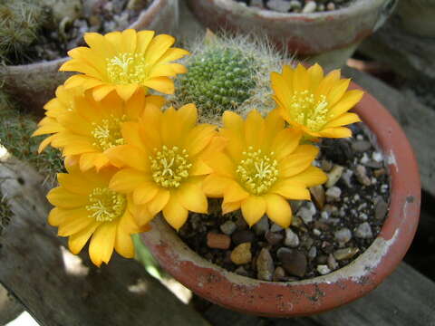 Image of Rebutia minuscula K. Schum.