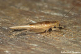 Image of winged bush crickets