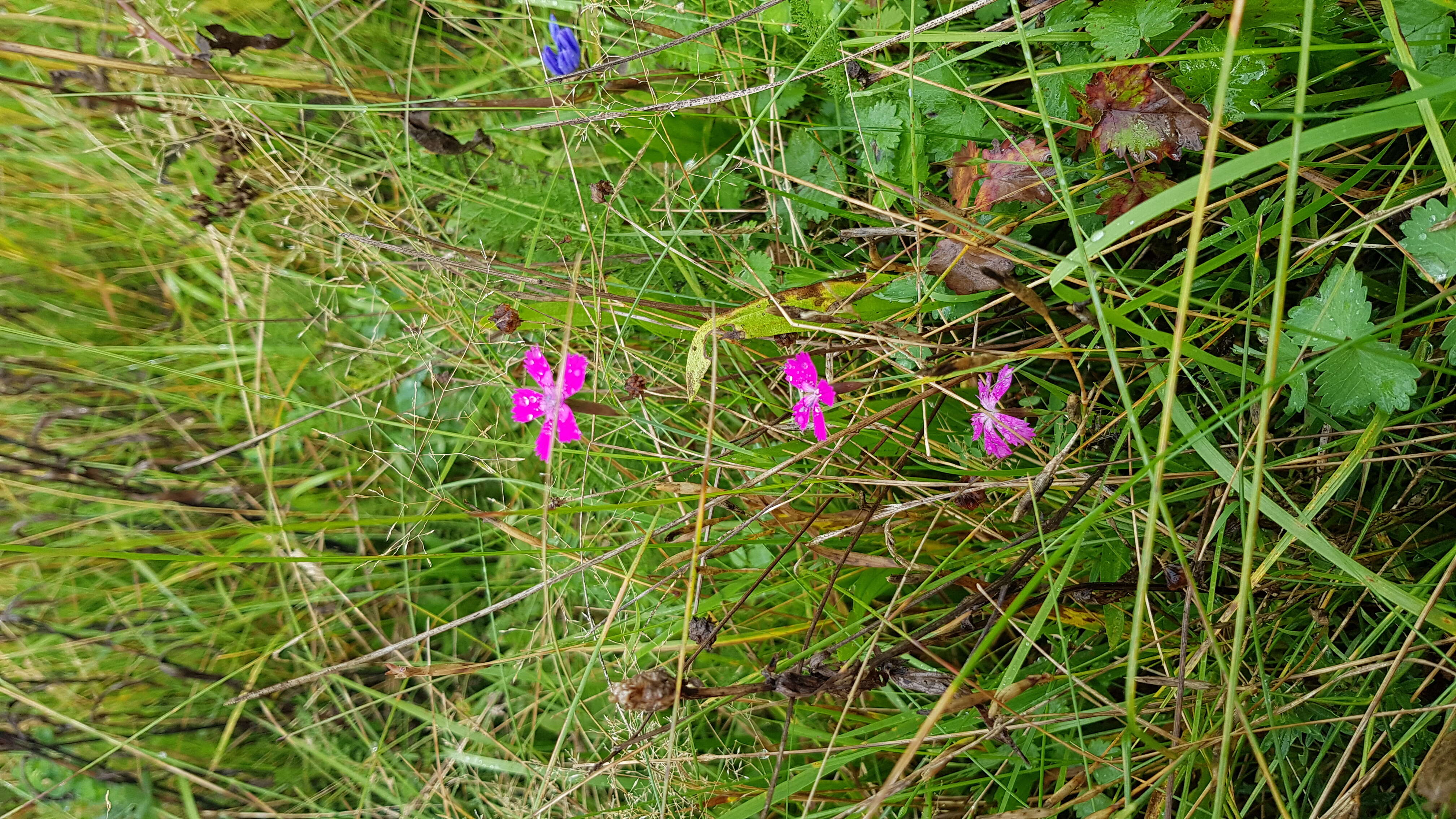 Image of maiden pink