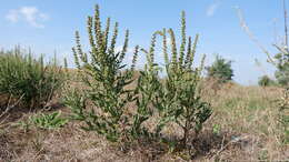 Image of Cuman ragweed