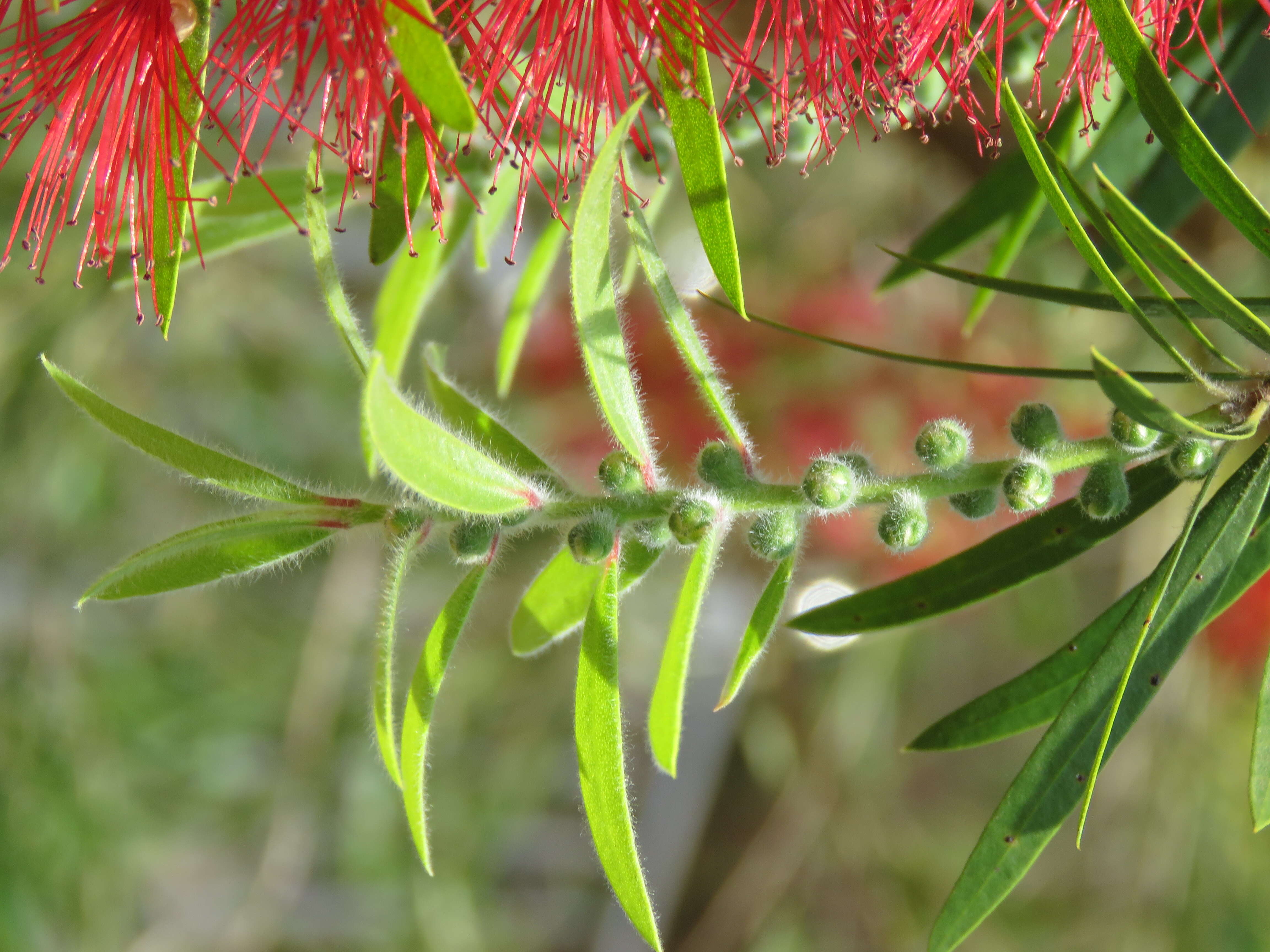 صورة Callistemon citrinus (Curtis) Skeels