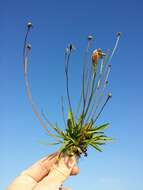 Image of fall dandelion