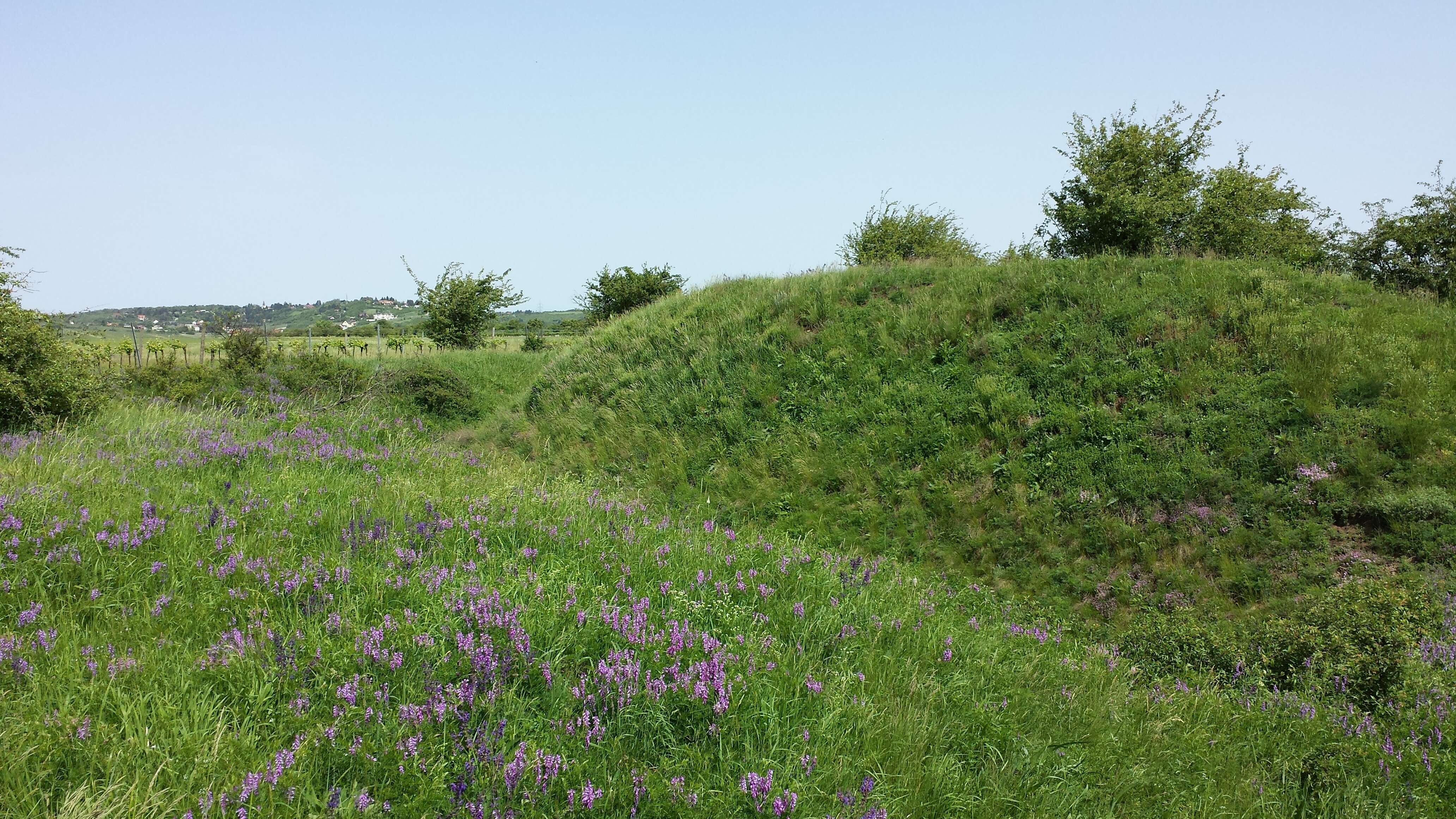 Imagem de Vicia tenuifolia Roth