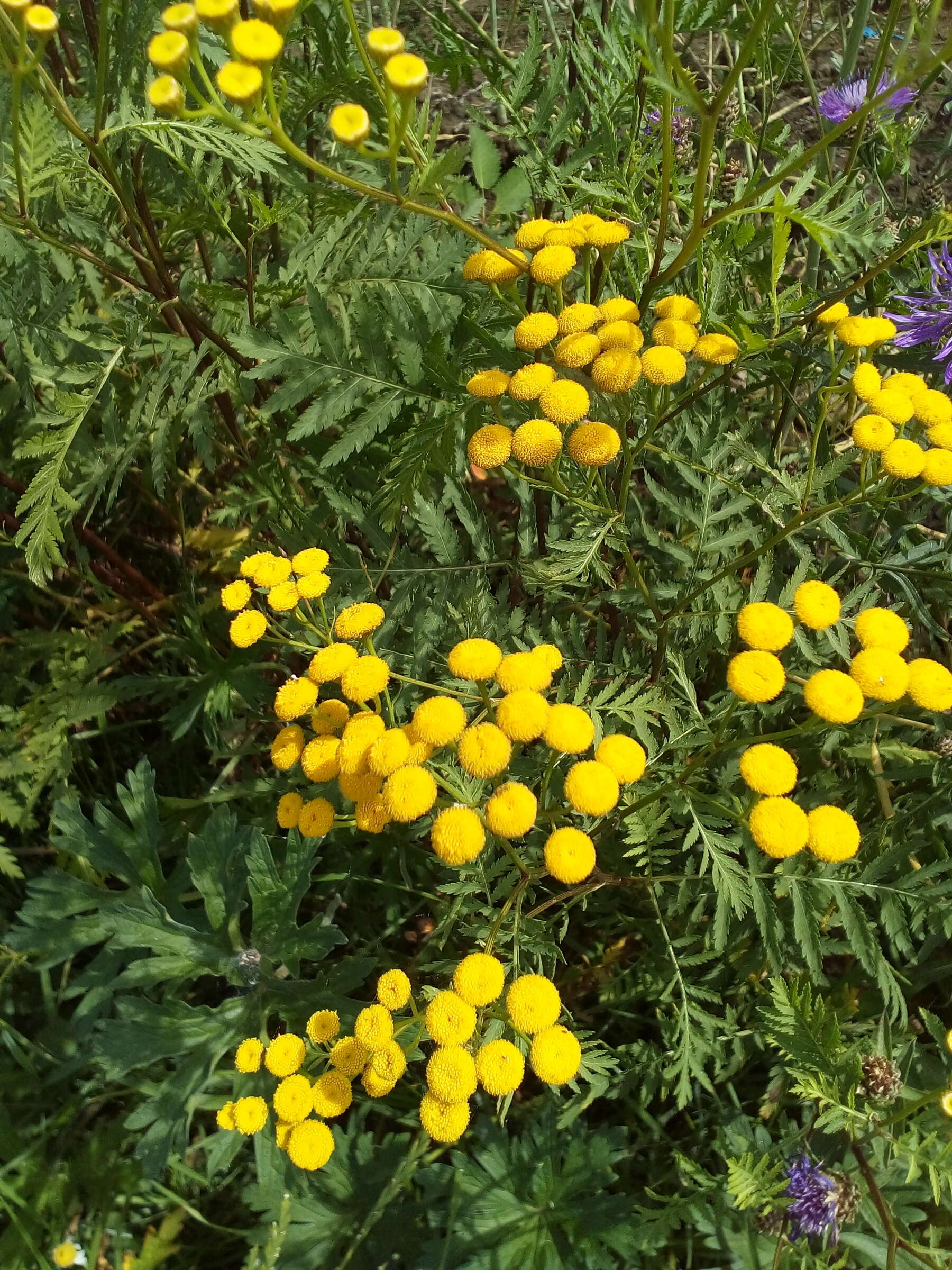 Plancia ëd Tanacetum vulgare L.