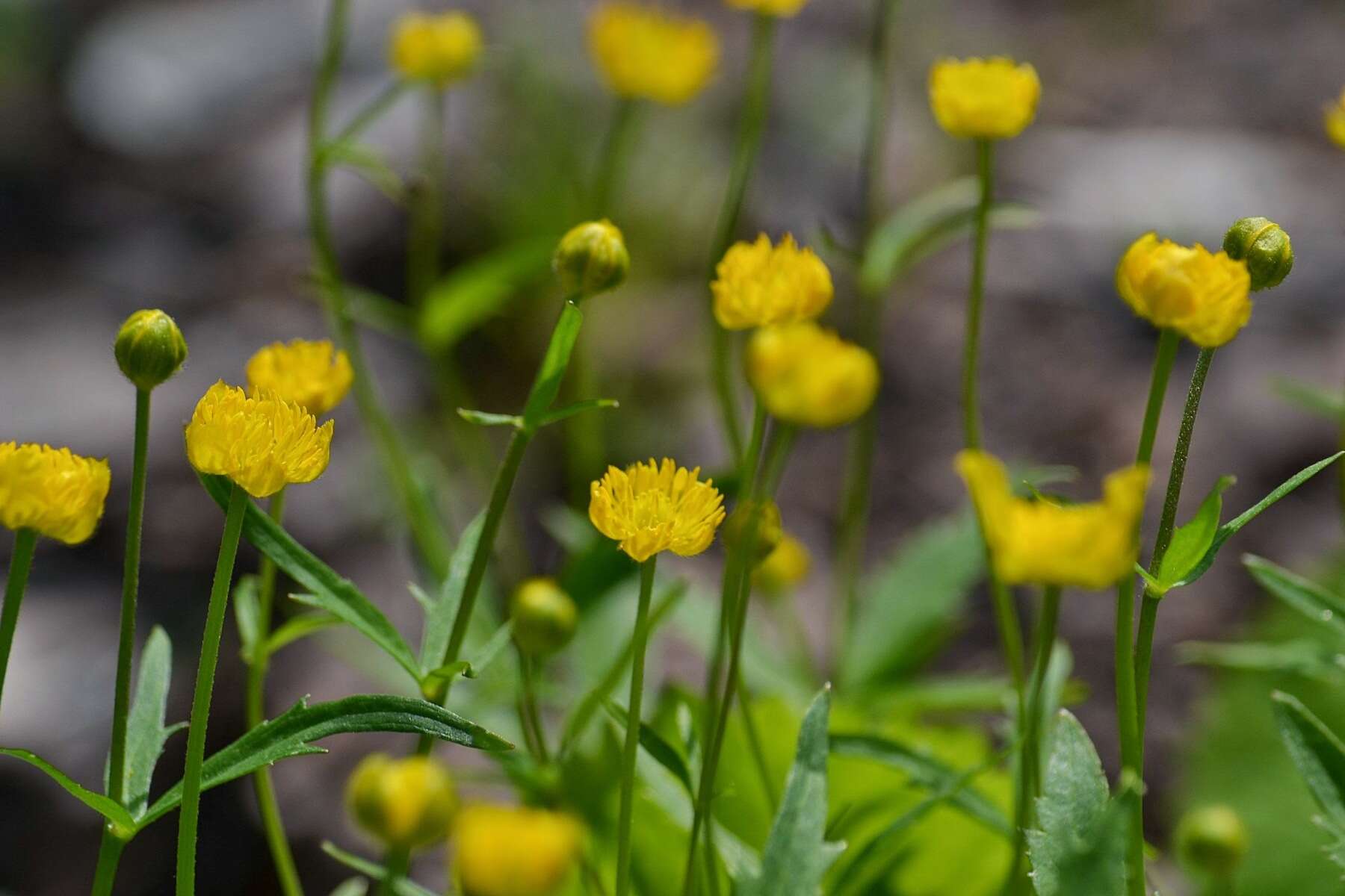 Image de Ranunculus cassubicus L.