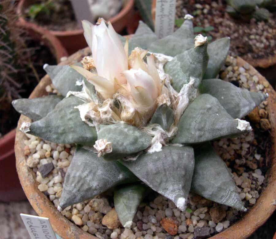 Image of Ariocarpus retusus Scheidw.