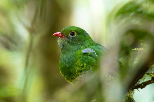 Image of Band-tailed Fruiteater