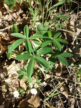 Imagem de Potentilla alba L.