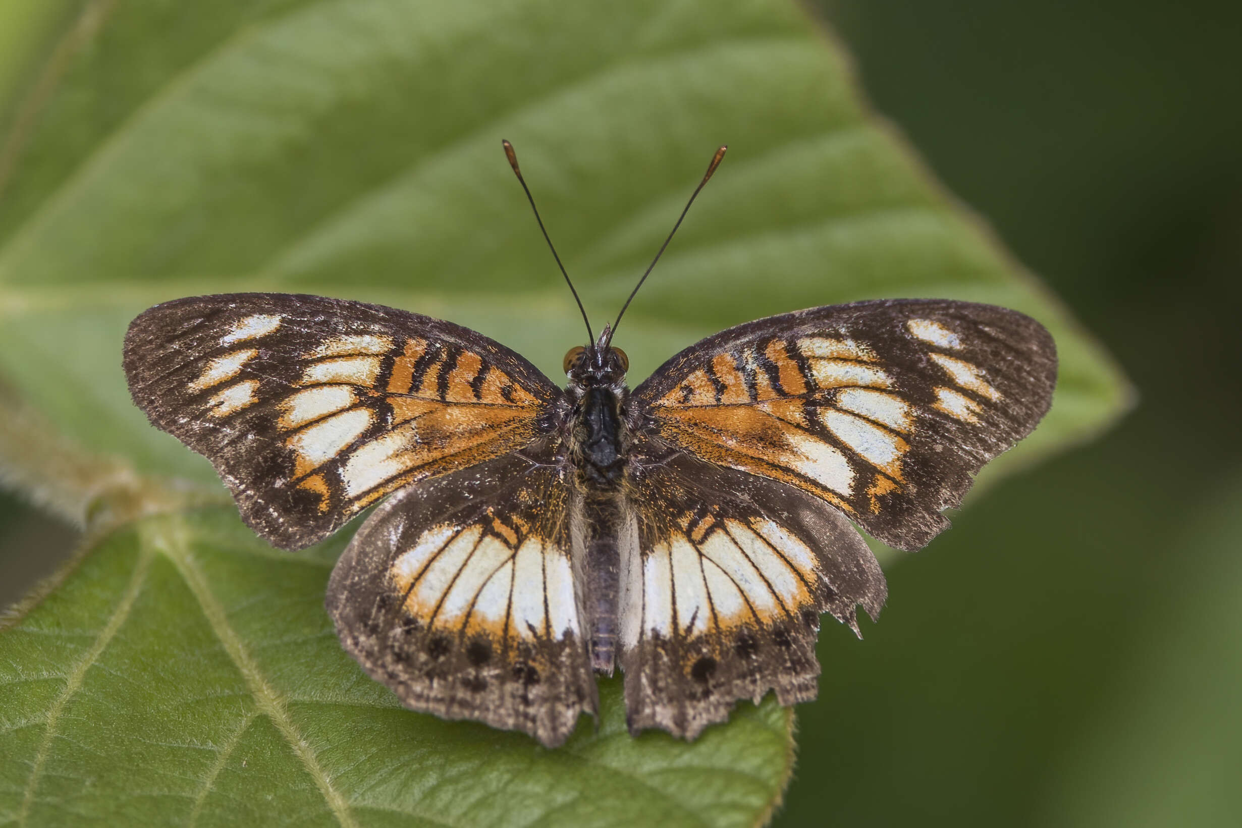 Image of Junonia sophia Fabricius 1793