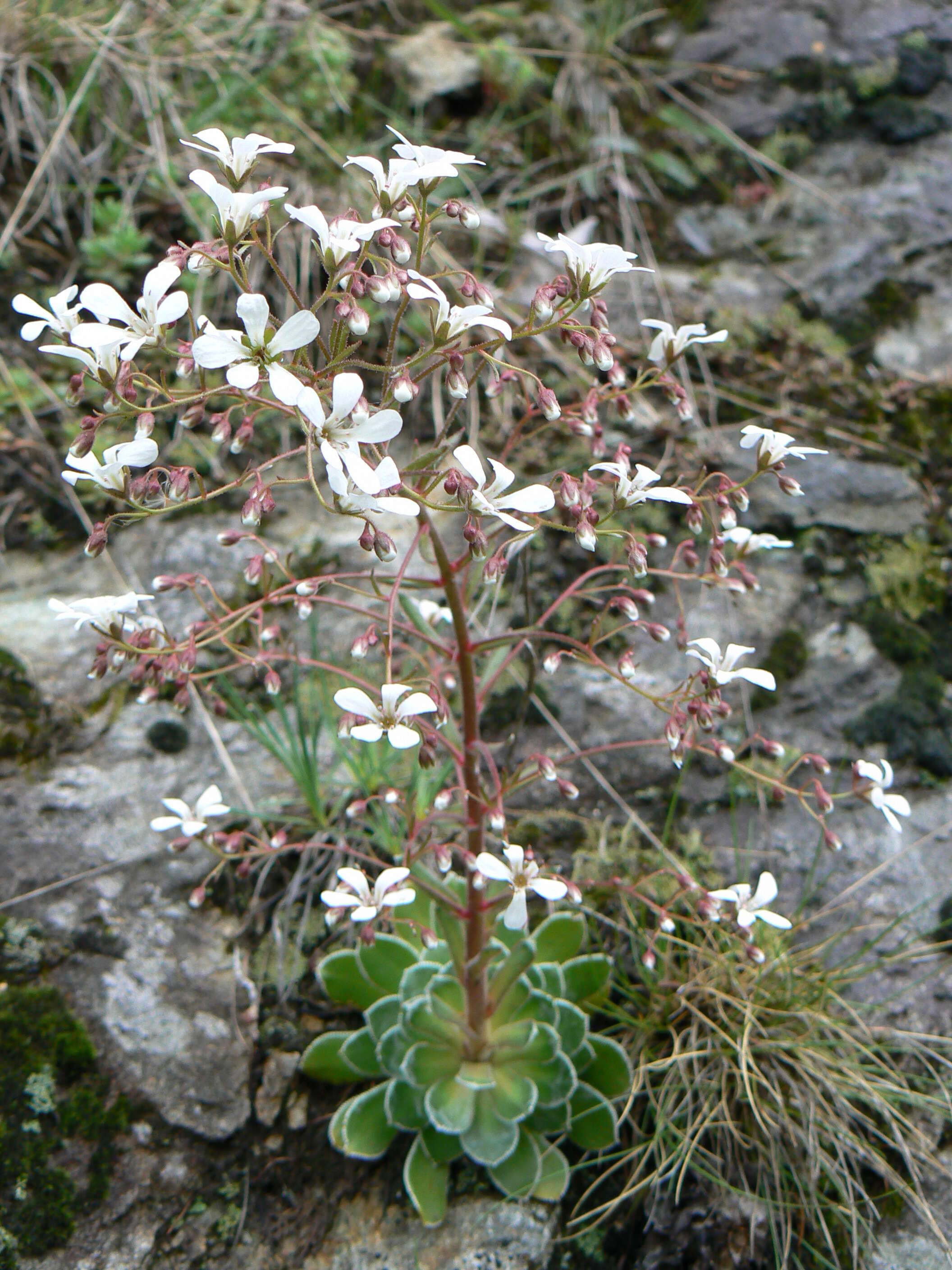 Image de Saxifraga cotyledon L.