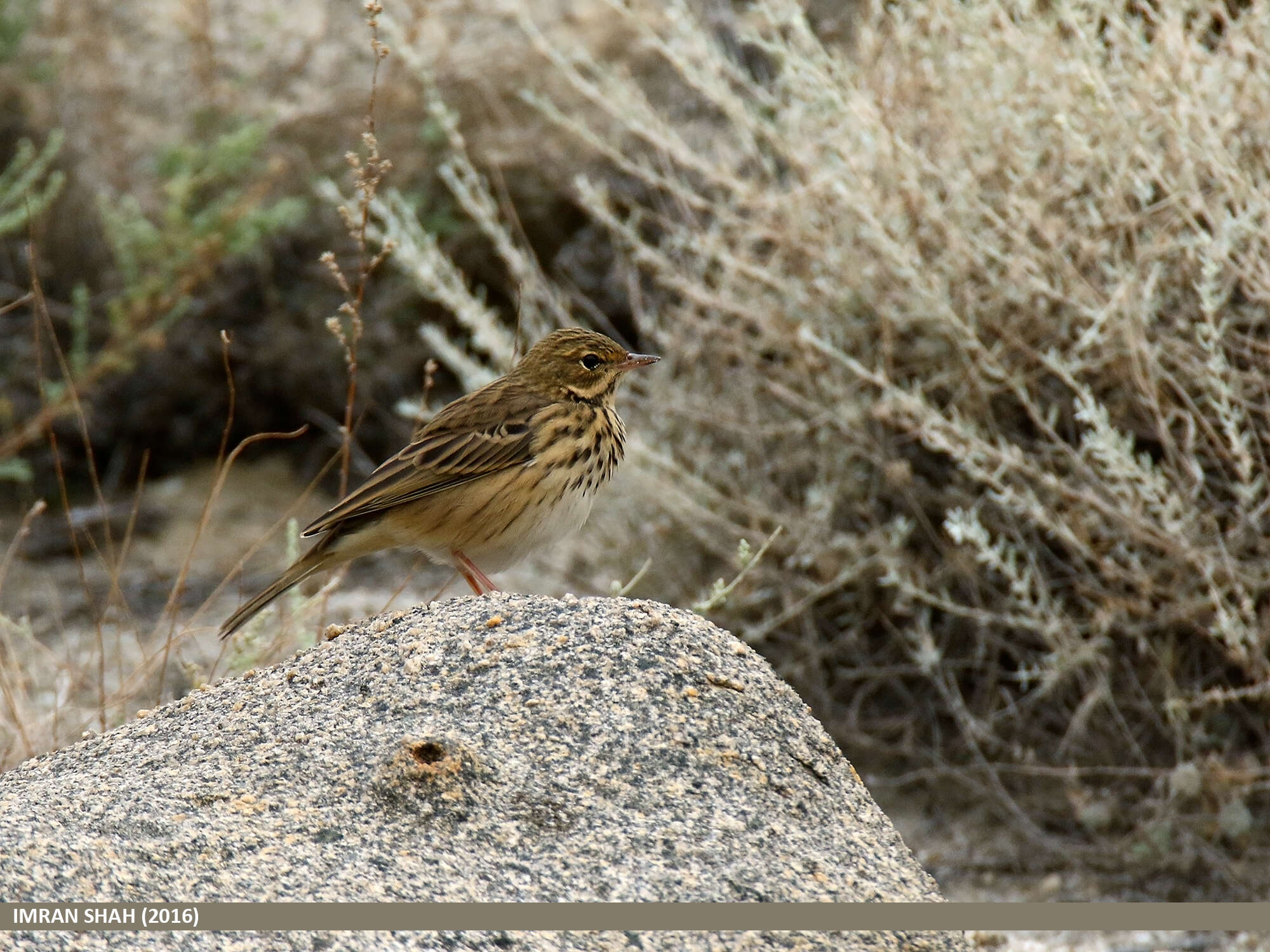 Image of Tree Pipit