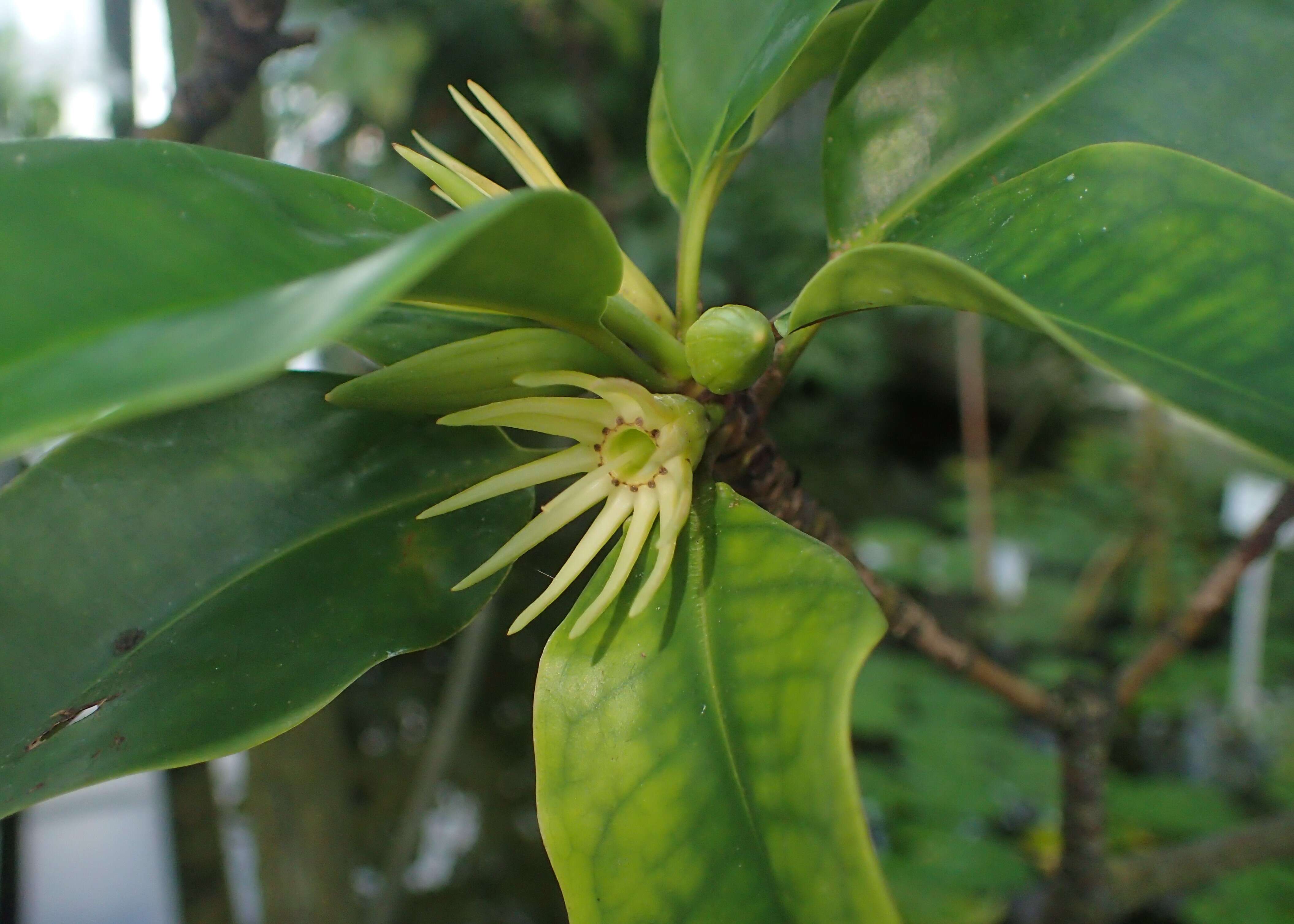 Image of Oriental mangrove