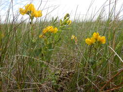 Image of prairie thermopsis