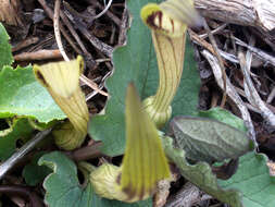 Image of Aristolochia paucinervis Pomel