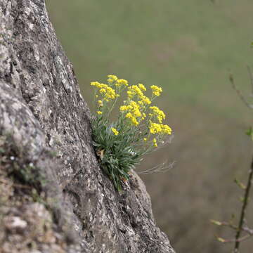 Image of Basket of Gold