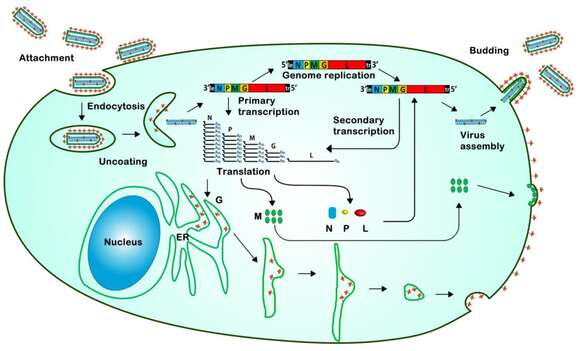 Image of rabies virus and relatives