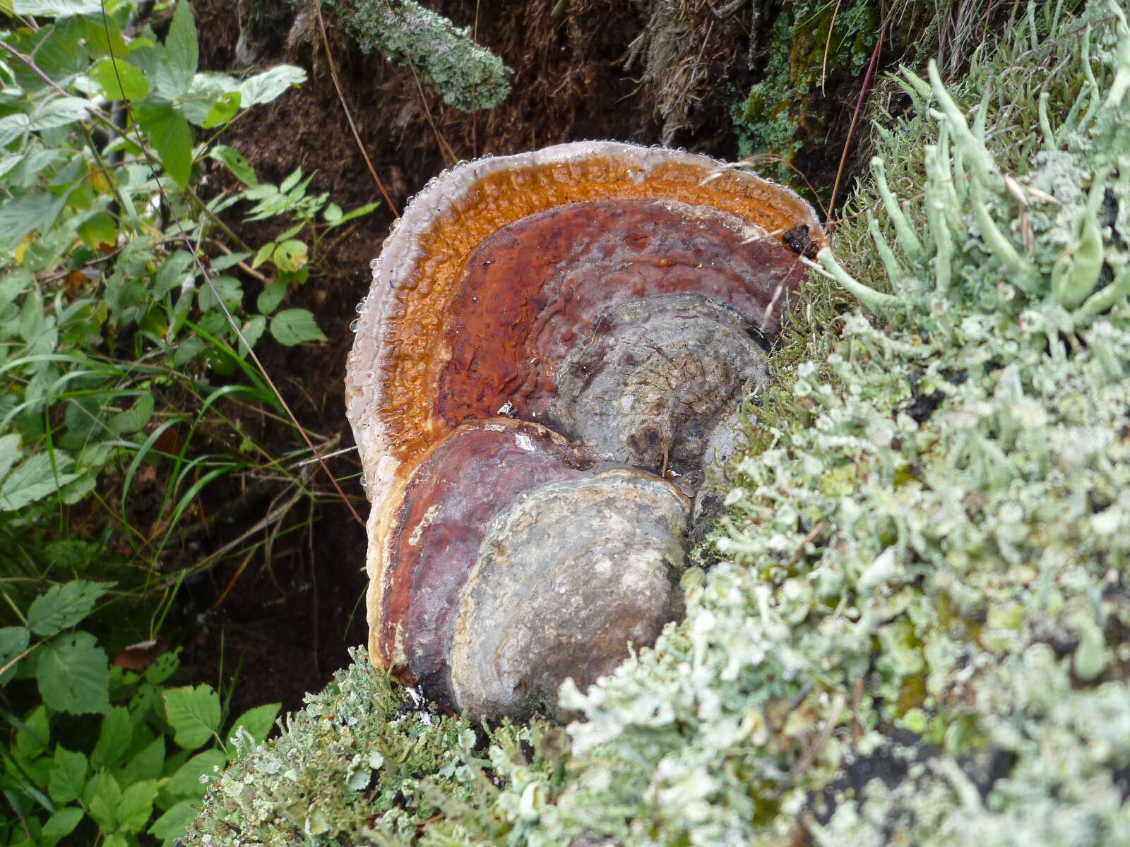Image of cup lichen
