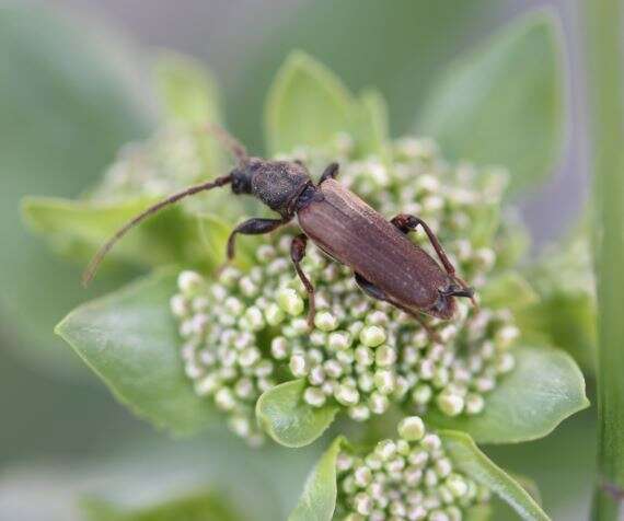 Image of Brown spruce longhorn beetle