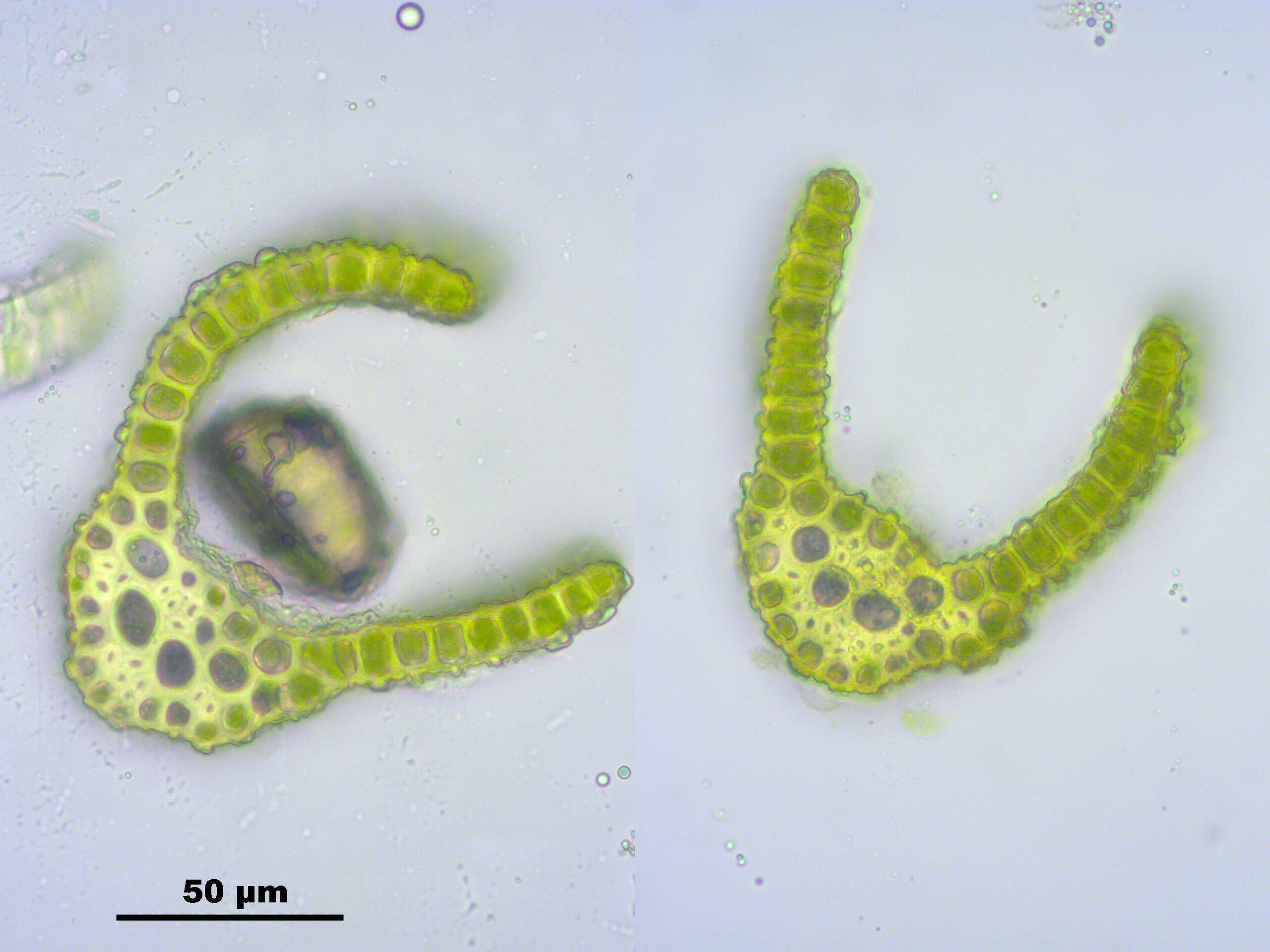 Image de Dicranoweisia crispula Milde 1869