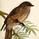 Image of Sooty Flycatcher