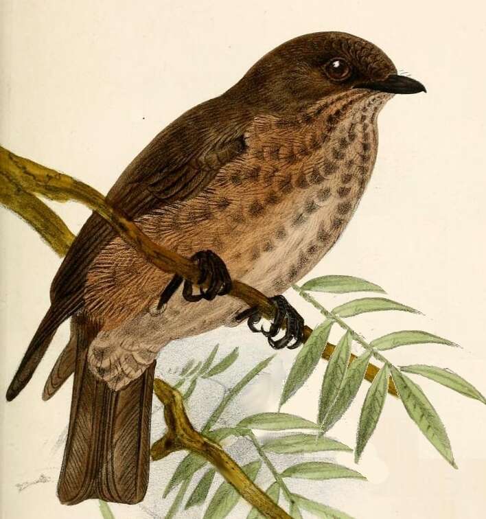 Image of Sooty Flycatcher