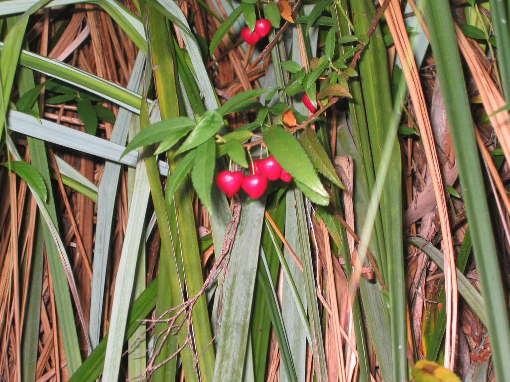 Image of Aristotelia peduncularis (Labill.) J. D. Hook.