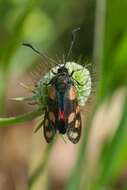 Image of Zygaena carniolica Scopoli 1763