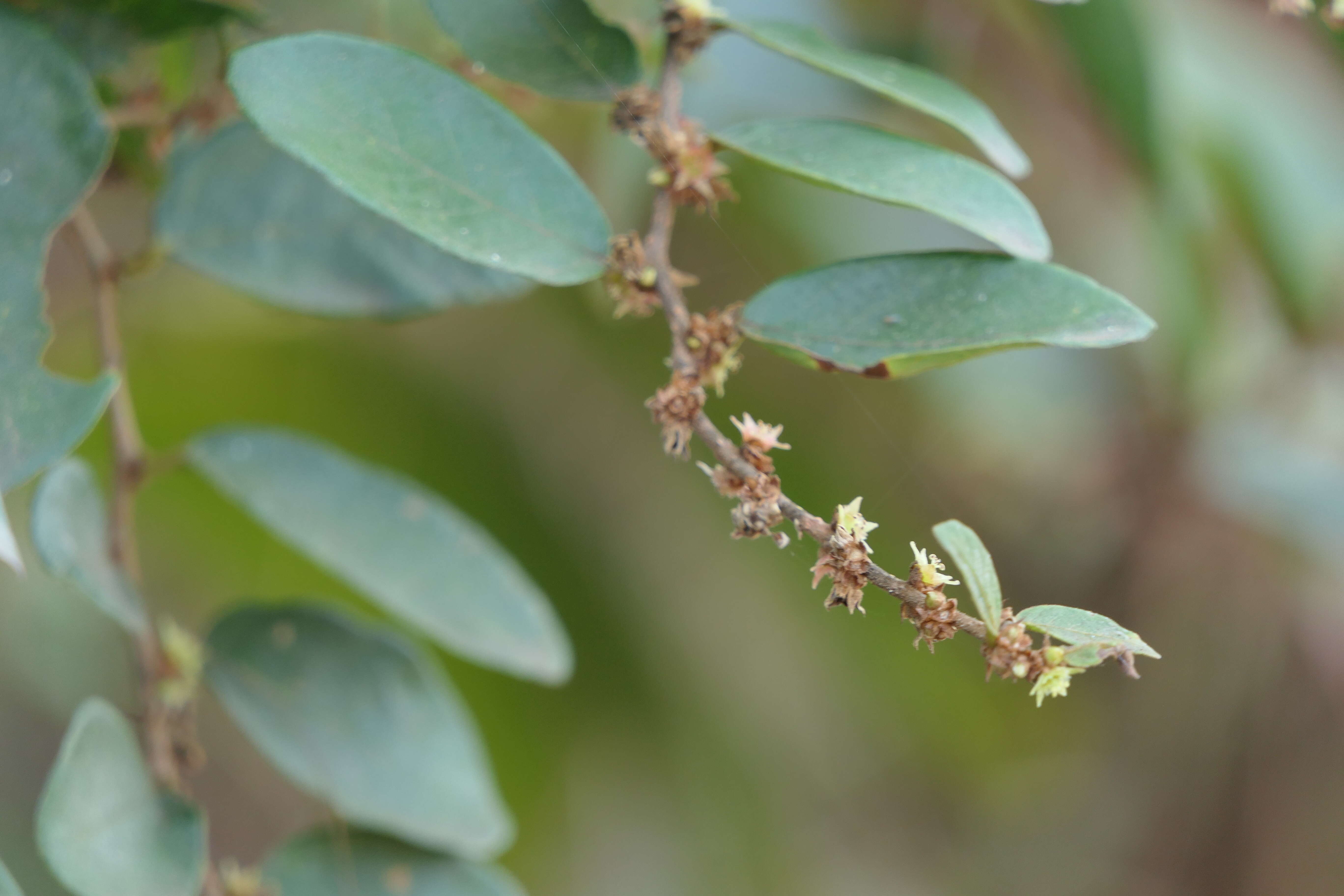 Image of Bridelia stipularis (L.) Blume