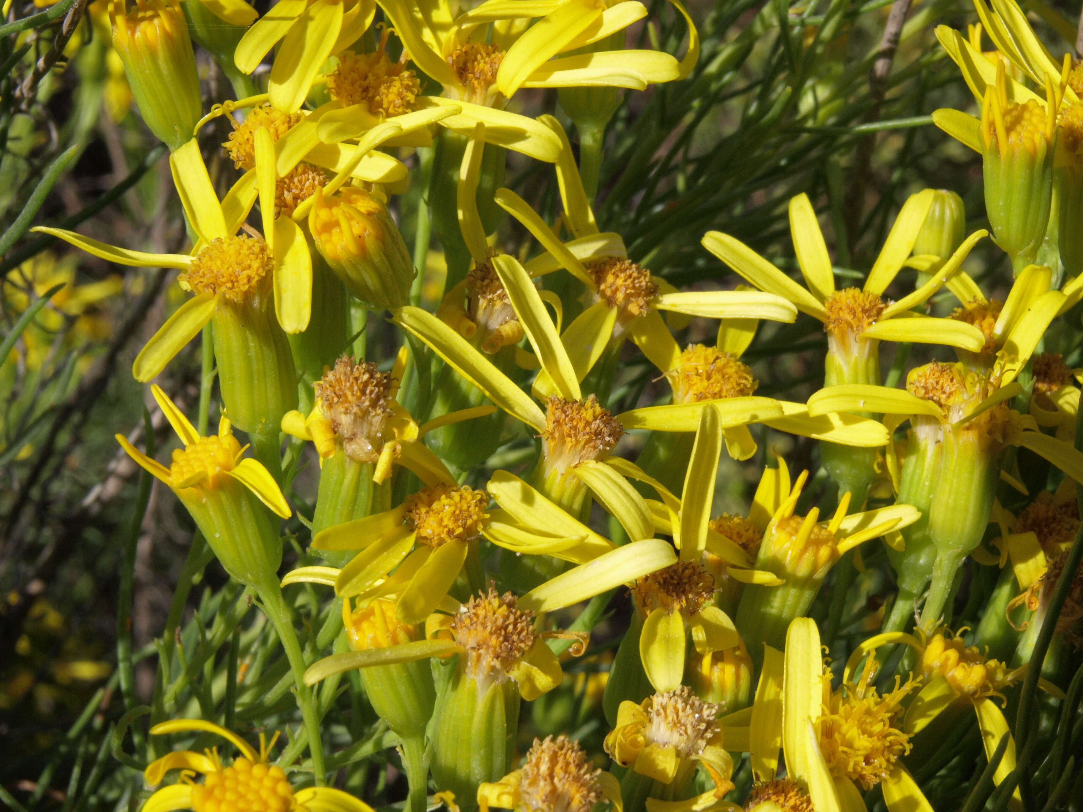 Image of dune ragwort