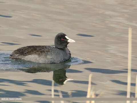 Image of Common Coot