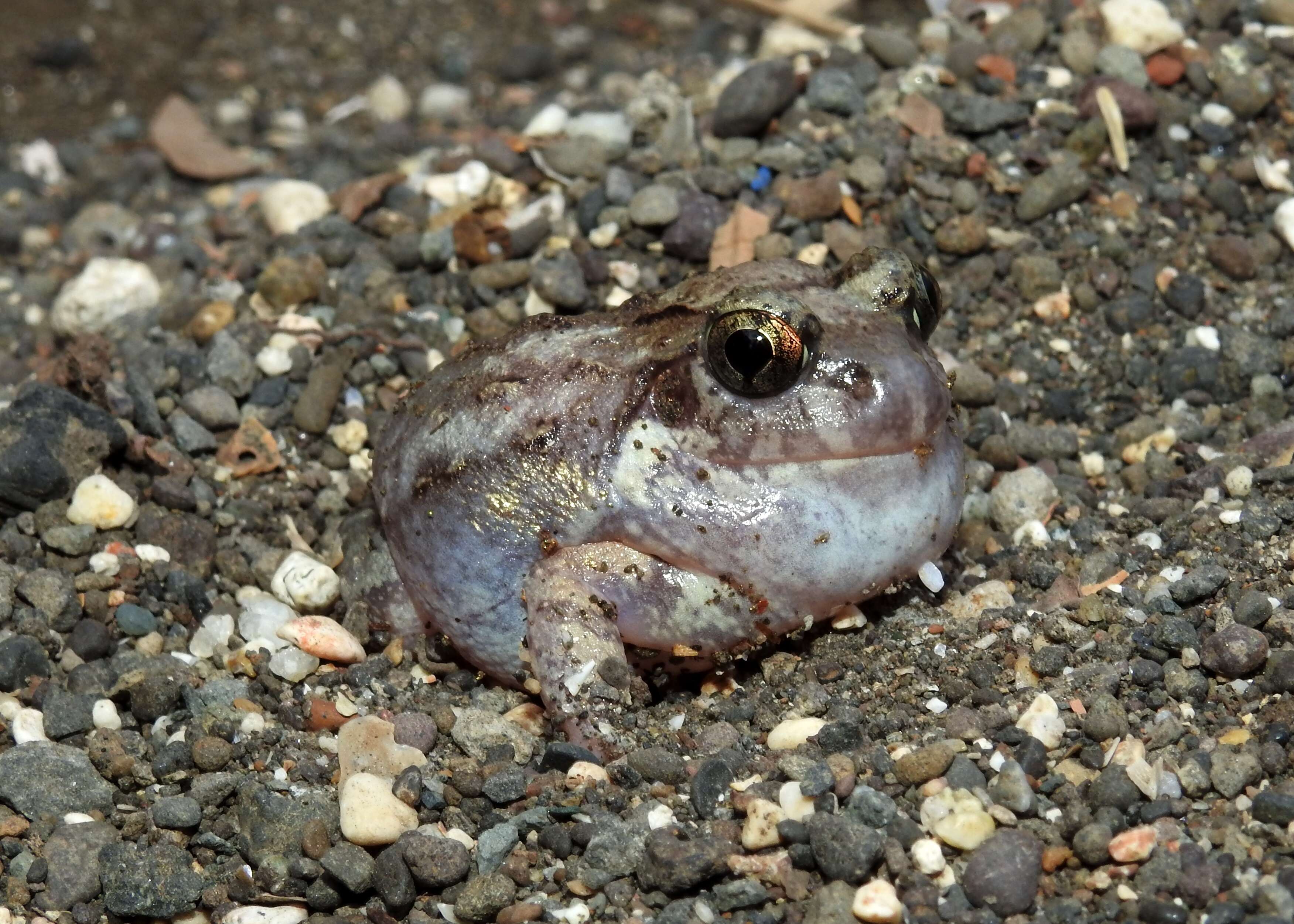 Image of Burrowing frog