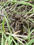 Image of Killimanjaro Baboon Tarantula