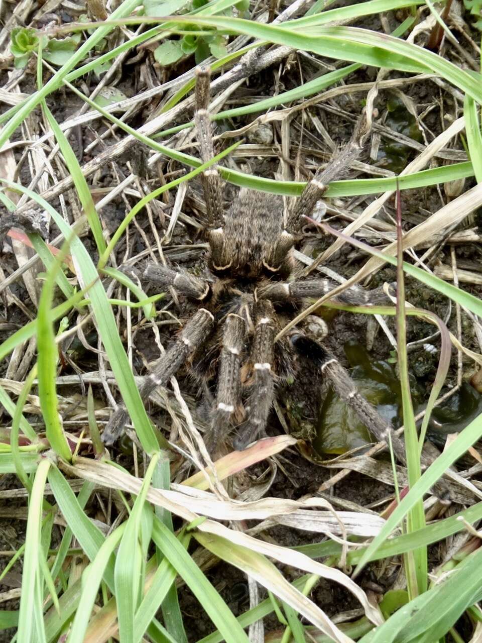 Image of Killimanjaro Baboon Tarantula