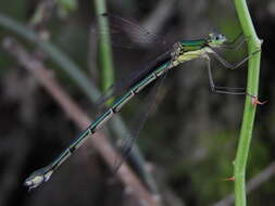 Image of Lestes temporalis Selys 1883